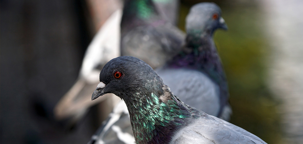 Pigeons on a roof with bird management and control articles Professional Pest Controller online